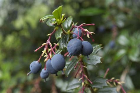 can you eat barberry berries.